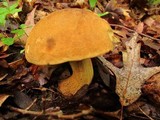 Boletus vermiculosoides image
