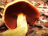 Boletus vermiculosoides image