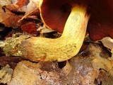 Boletus vermiculosoides image