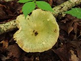 Russula virescens image