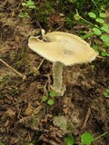 Amanita sect. Vaginatae image