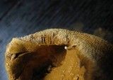 Battarrea phalloides image