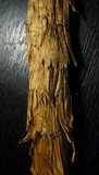 Battarrea phalloides image