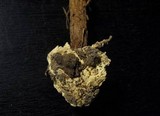 Battarrea phalloides image
