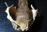 Battarrea phalloides image