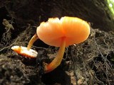 Pluteus aurantiorugosus image