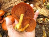 Gymnopilus liquiritiae image