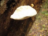 Tyromyces chioneus image