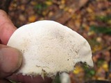 Tyromyces chioneus image
