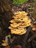 Laetiporus cincinnatus image