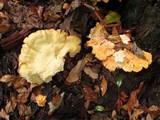 Laetiporus cincinnatus image