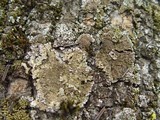 Physconia grisea image