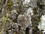 Physconia grisea image