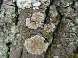 Physconia grisea image