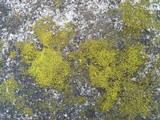 Candelariella vitellina image