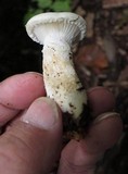 Pleurotus dryinus image