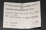 Psilocybe subaeruginascens image
