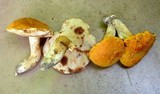 Gyroporus ballouii image