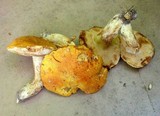 Tylopilus balloui image