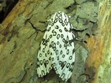Amanita persicina image
