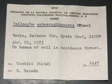 Psilocybe subaeruginascens image