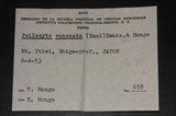 Psilocybe subaeruginascens image