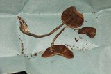 Psilocybe subaeruginascens image