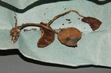 Psilocybe subaeruginascens image