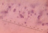 Leucopaxillus laterarius image