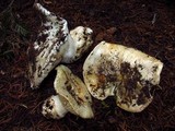 Hygrophorus subalpinus image
