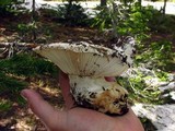 Hygrophorus subalpinus image