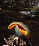 Caloscypha fulgens image