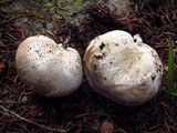 Gastropila fumosa image