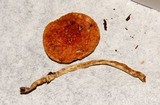 Leratiomyces squamosus var. thraustus image