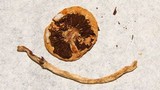 Leratiomyces squamosus var. thraustus image
