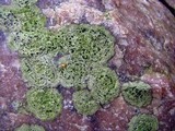 Image of Rhizocarpon cinereovirens