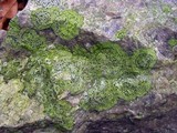 Rhizocarpon cinereovirens image