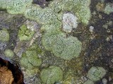 Rhizocarpon cinereovirens image