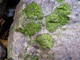 Rhizocarpon cinereovirens image
