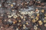 Mucronella calva image
