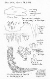 Mucronella calva image