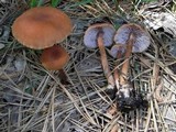Laccaria bicolor image