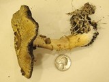 Stropharia hardii image