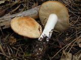 Rhodocollybia maculata image
