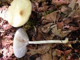 Melanoleuca alboflavida image