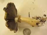 Stropharia hardii image