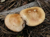 Rhodocollybia maculata image