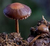 Psilocybe coprophila image
