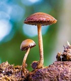 Psilocybe coprophila image