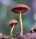Psilocybe coprophila image